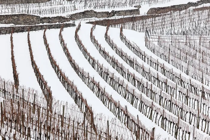 Gerahmter Druck : Weinberge mit Schnee, Spitz. Gerahmter Druck : Weinberge mit Schnee, Spitz.