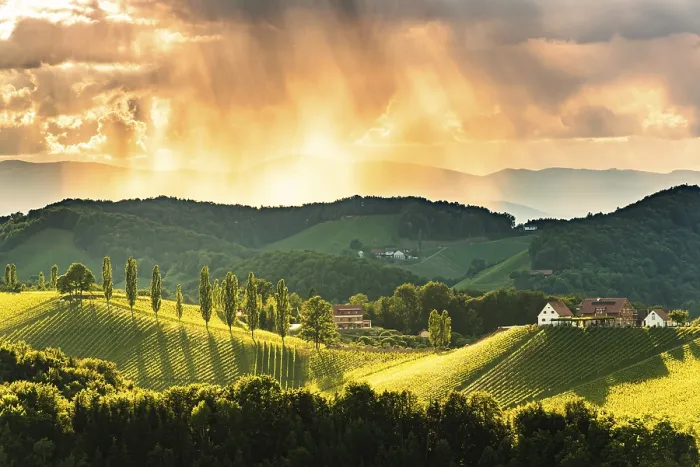 Gerahmter Druck : Weinberge im Abendlicht. Gerahmter Druck : Weinberge im Abendlicht.