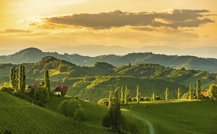 Gerahmter Druck : Weinberge im Abendlicht. Gerahmter Druck : Weinberge im Abendlicht.