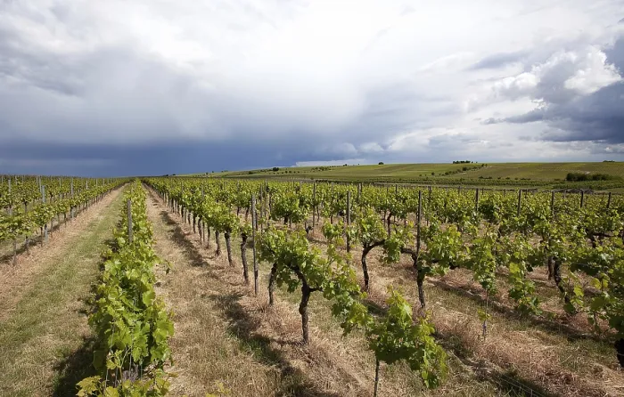 Gerahmter Druck : Weingärten im Pfalz im Frühling. Gerahmter Druck : Weingärten im Pfalz im Frühling.