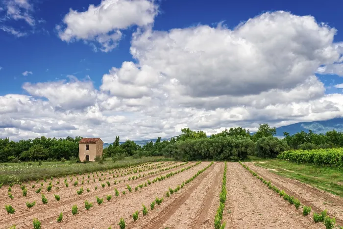 Gerahmter Druck : Weinberge von Provence Gerahmter Druck : Weinberge von Provence
