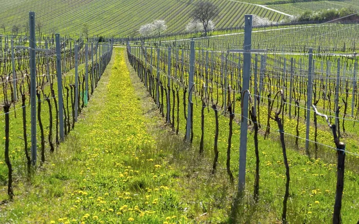 Gerahmter Druck : Weinberge im Frühling Gerahmter Druck : Weinberge im Frühling