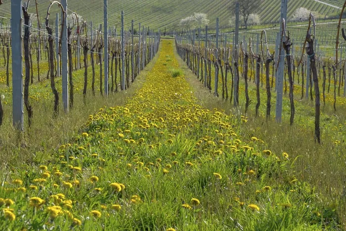 Gerahmter Druck : Weingärten im Frühling mit Königskerzen. Gerahmter Druck : Weingärten im Frühling mit Königskerzen.