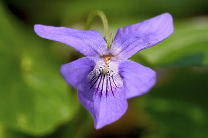 Gerahmter Druck : Viola Gerahmter Druck : Viola