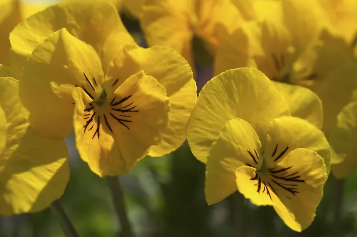 Gerahmter Druck : Veilchen cornuta Pansy Gerahmter Druck : Veilchen cornuta Pansy
