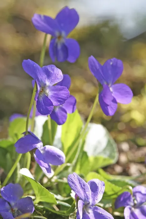 Gerahmter Druck : Veilchen (Viola odorata) Gerahmter Druck : Veilchen (Viola odorata)