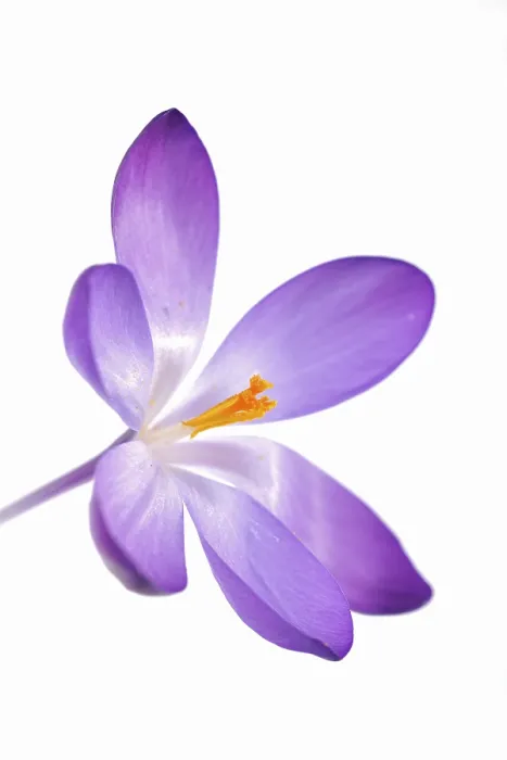 Gerahmter Druck : Violett-Krokus (Crocus) Gerahmter Druck : Violett-Krokus (Crocus)