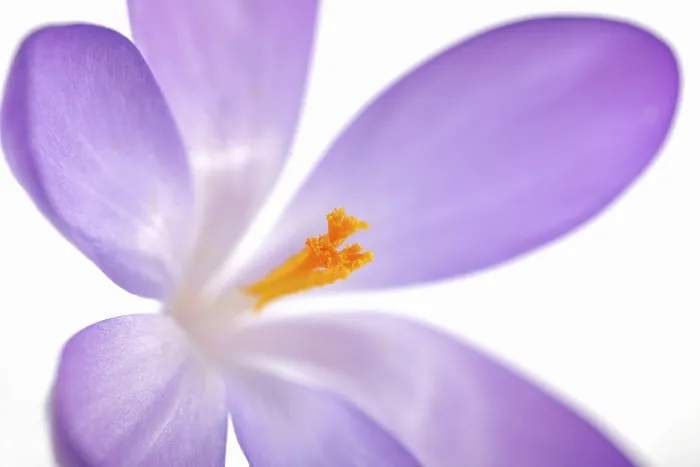 Gerahmter Druck : Violette Kreuzblume (Crocus), Detail.