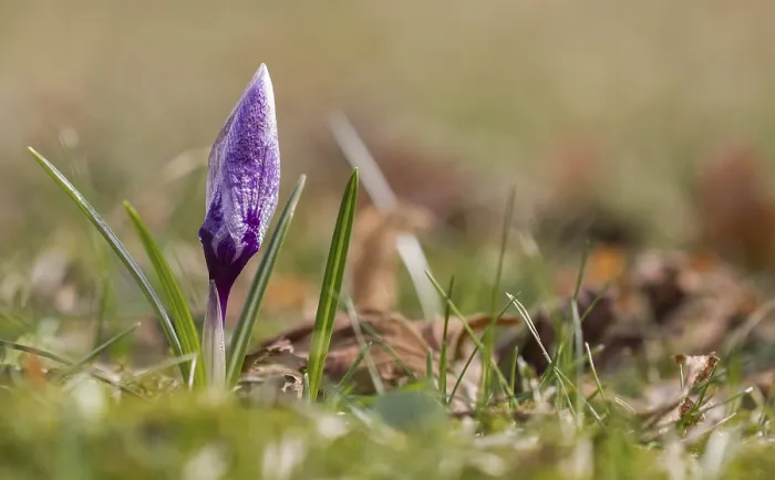 Gerahmter Druck : Violett-Krokus (Crocus), geschlossene Blüte. Gerahmter Druck : Violett-Krokus (Crocus), geschlossene Blüte.