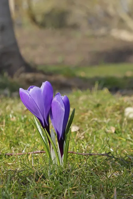 Gerahmter Druck : Violetter Knoblauchkrokus (Crocus neapolitanus) Gerahmter Druck : Violetter Knoblauchkrokus (Crocus neapolitanus)