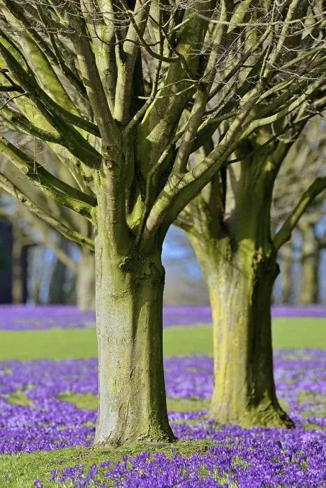 Gerahmter Druck : Violette Kreuzblumen (Crocus sp.) blühen unter Bäumen. Gerahmter Druck : Violette Kreuzblumen (Crocus sp.) blühen unter Bäumen.