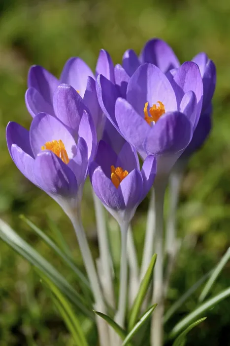 Gerahmter Druck : Violette Kreuzblumen (Crocus sp.) in einem Wiesengrund. Gerahmter Druck : Violette Kreuzblumen (Crocus sp.) in einem Wiesengrund.
