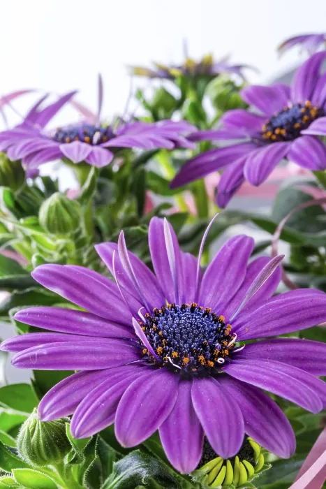 Gerahmter Druck : Violette Margeriten Gerahmter Druck : Violette Margeriten