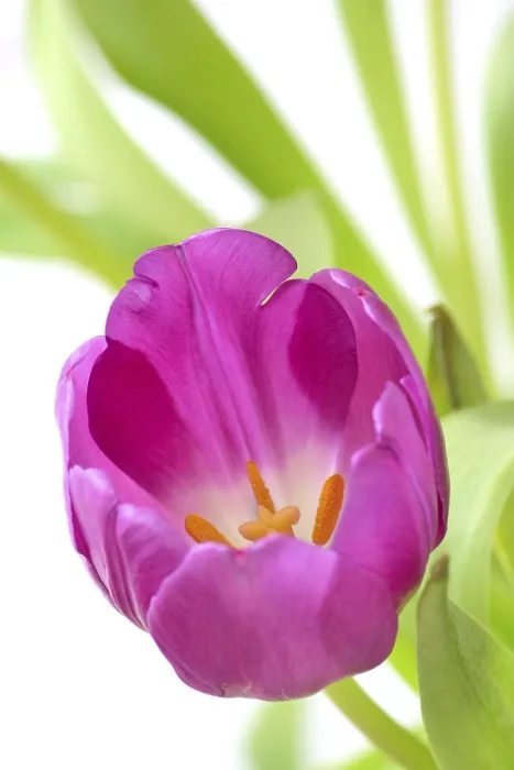 Gerahmter Druck : Violette Tulpe