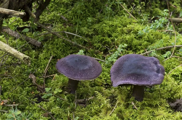 Gerahmter Druck : Violetter Schillerling (Cortinarius violaceus) Gerahmter Druck : Violetter Schillerling (Cortinarius violaceus)