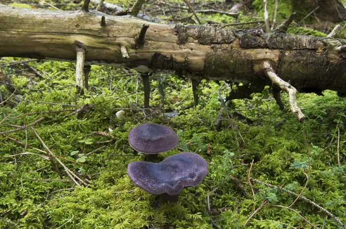 Gerahmter Druck : Violetter Webpilz (Cortinarius violaceus) Gerahmter Druck : Violetter Webpilz (Cortinarius violaceus)