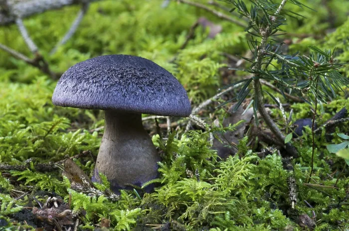 Gerahmter Druck : Violetter Webpilz (Cortinarius violaceus) Gerahmter Druck : Violetter Webpilz (Cortinarius violaceus)
