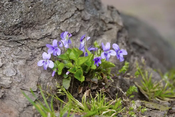 Gerahmter Druck : Violette auf einem Haselnussbaum am Wegesrand. Gerahmter Druck : Violette auf einem Haselnussbaum am Wegesrand.