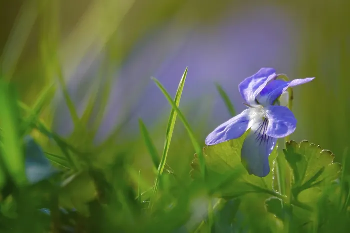 Gerahmter Druck : Veilchen in einem Garten, Frühling, Deutschland. Gerahmter Druck : Veilchen in einem Garten, Frühling, Deutschland.