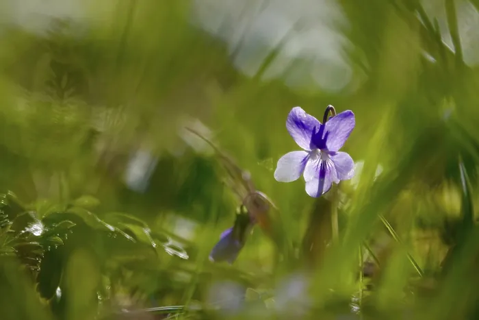 Gerahmter Druck : Veilchen in einem Garten, Frühling, Deutschland. Gerahmter Druck : Veilchen in einem Garten, Frühling, Deutschland.