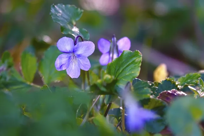 Gerahmter Druck : Veilchen in einem Garten, Frühling, Deutschland. Gerahmter Druck : Veilchen in einem Garten, Frühling, Deutschland.