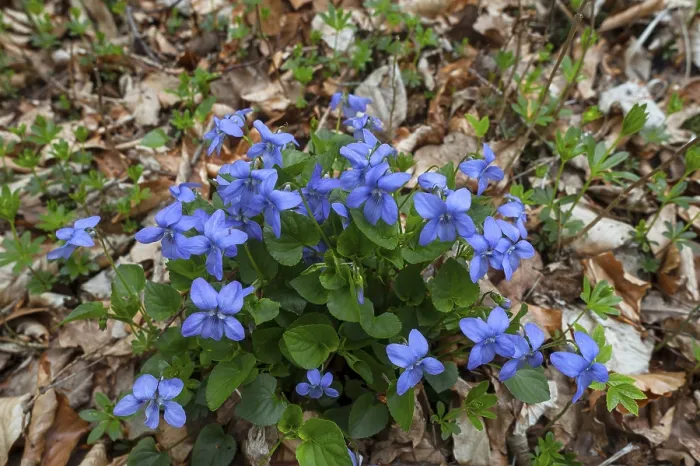 Gerahmter Druck : Veilchen (Viola) auf dem Waldboden. Gerahmter Druck : Veilchen (Viola) auf dem Waldboden.