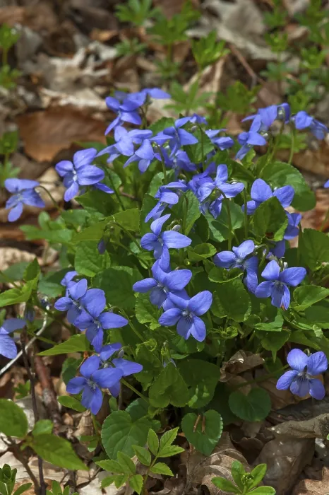 Gerahmter Druck : Veilchen (Viola) auf dem Waldboden. Gerahmter Druck : Veilchen (Viola) auf dem Waldboden.