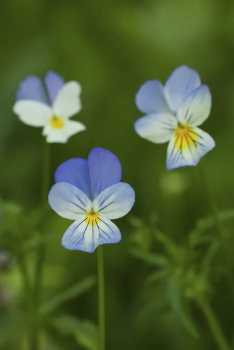 Gerahmter Druck : Veilchen (Violaceae) in Blütenstand. Gerahmter Druck : Veilchen (Violaceae) in Blütenstand.