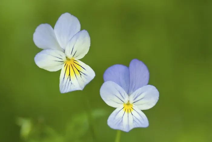 Gerahmter Druck : Veilchen (Violaceae) in Blütenstand. Gerahmter Druck : Veilchen (Violaceae) in Blütenstand.