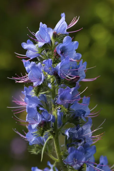 Gerahmter Druck : Echium vulgare Gerahmter Druck : Echium vulgare