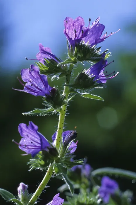 Gerahmter Druck : Schlangenkopf, Echium vulgare Gerahmter Druck : Schlangenkopf, Echium vulgare