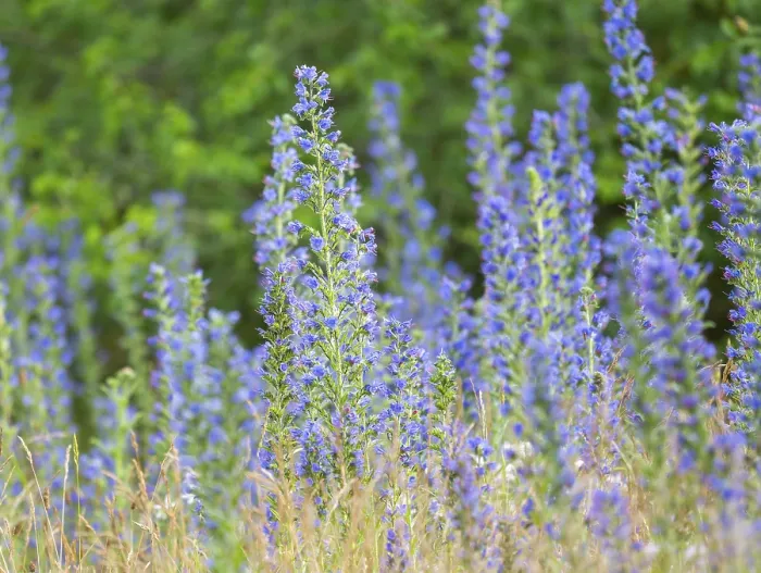 Gerahmter Druck : Echium vulgare