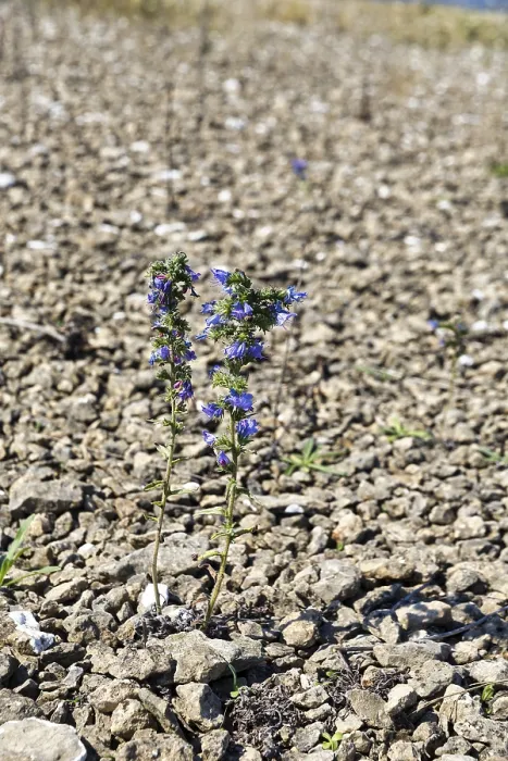 Gerahmter Druck : Viper's-Bugloss (Echium vulgare) in Neptuni akrar, Oland Insel, Schweden