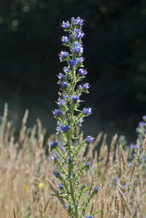 Gerahmter Druck : Echium vulgare Gerahmter Druck : Echium vulgare