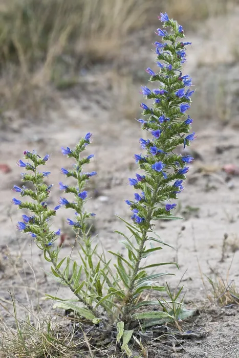Gerahmter Druck : Schlangenspießblume (Echium vulgare)