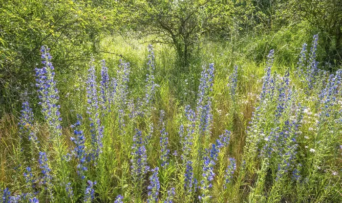 Gerahmter Druck : Echium vulgare Gerahmter Druck : Echium vulgare