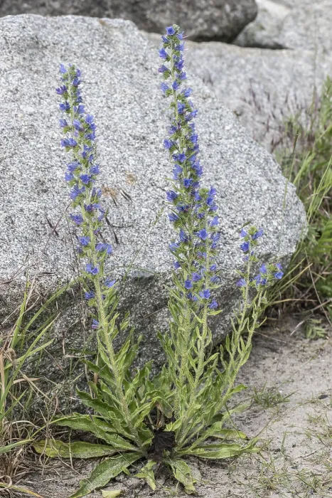 Gerahmter Druck : Echium vulgare Gerahmter Druck : Echium vulgare