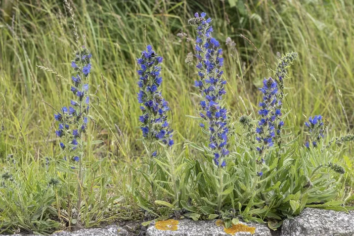Gerahmter Druck : Echium vulgare Gerahmter Druck : Echium vulgare