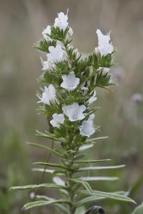 Gerahmter Druck : Echium vulgare Gerahmter Druck : Echium vulgare