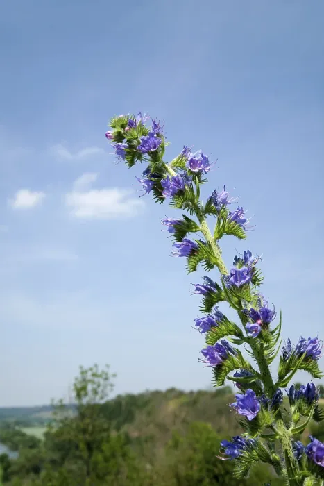 Gerahmter Druck : Echium vulgare in Thüringen, Deutschland