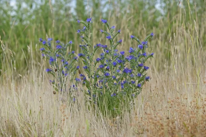 Gerahmter Druck : Schlangenblume (Echium vulgare) in Blüte. Gerahmter Druck : Schlangenblume (Echium vulgare) in Blüte.