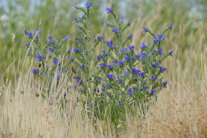 Gerahmter Druck : Viperns-Bindensüß (Echium vulgare) in Blüte. Gerahmter Druck : Viperns-Bindensüß (Echium vulgare) in Blüte.