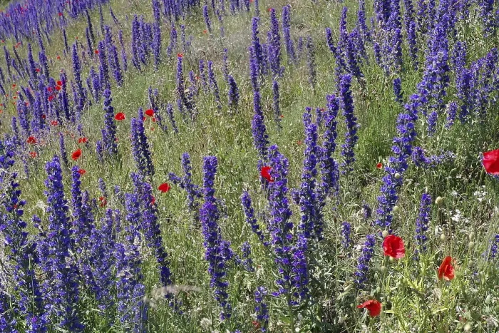 Gerahmter Druck : Schlangensiegel und Mohnblumen auf einem Hügel. Gerahmter Druck : Schlangensiegel und Mohnblumen auf einem Hügel.