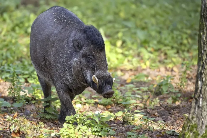Gerahmter Druck : Visayan Warty Schwein in einem Wald Gerahmter Druck : Visayan Warty Schwein in einem Wald