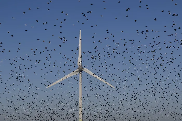 Gerahmter Druck : Vogelschwarm vor Windrad.