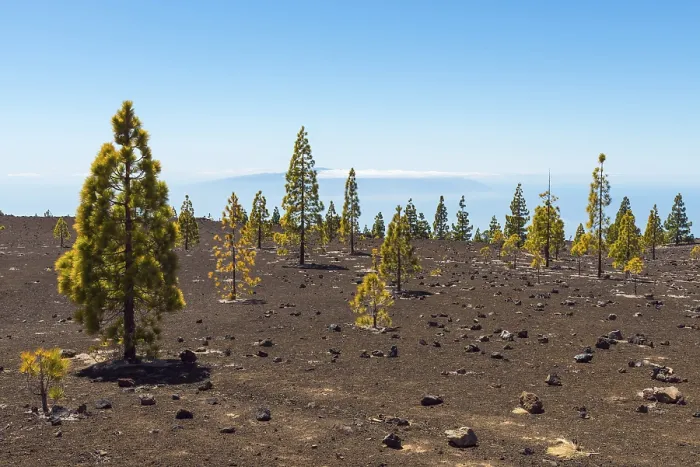 Gerahmter Druck : Vulkanisches Landschaft mit Kiefern. Gerahmter Druck : Vulkanisches Landschaft mit Kiefern.