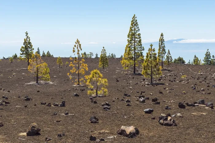 Gerahmter Druck : Vulkanisches Landschaft mit Kiefern. Gerahmter Druck : Vulkanisches Landschaft mit Kiefern.