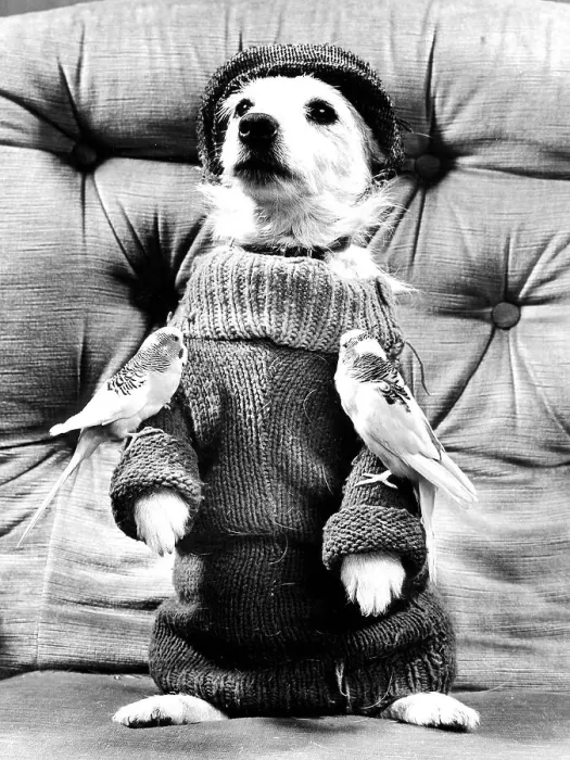 Gerahmter Druck : Hund im Pullover mit zwei Buden