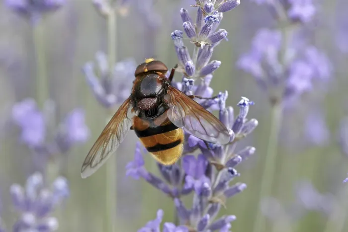 Gerahmter Druck : Volucella ianis, Mückenschwanzfliege Gerahmter Druck : Volucella ianis, Mückenschwanzfliege