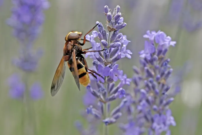 Gerahmter Druck : Volucella ianis, Mückenstechfliege Gerahmter Druck : Volucella ianis, Mückenstechfliege